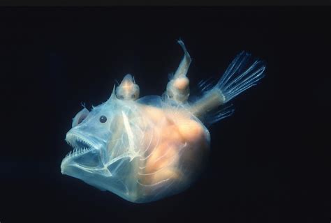 Anglerfish 7 Facts About This Scary Sea Creature Worldatlas