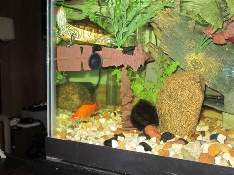 Can Turtles Live In Aquarium With Fish Aquarium Views