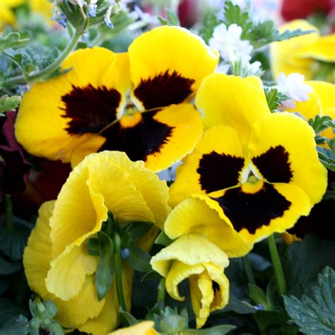 Yellow Pansy Flowers Picture Free Photograph Photos Public Domain