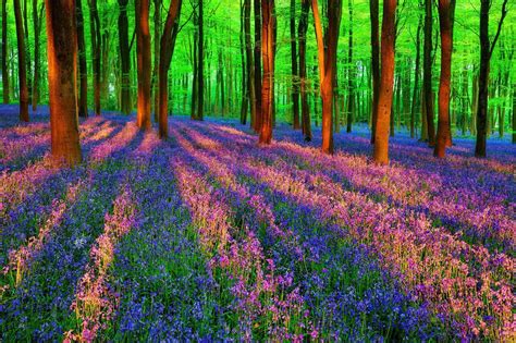 Spring Forest Desktop Wallpapers Top Free Spring Forest Desktop