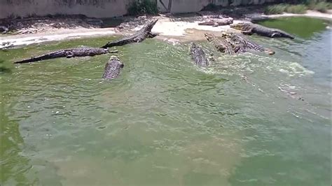 Crocodile Feeding Time Tuaran Crocodile Farm Youtube