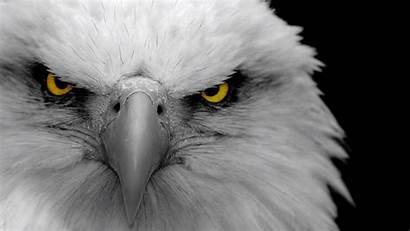 Eagle Desktop Background Backgrounds 1080 Face Colourful