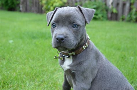 American staffordshire terriers descend from crosses between bulldogs and terriers. American Staffordshire Terrier Puppies - Doglers