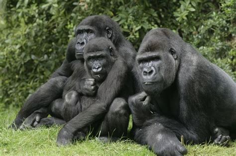 Gorilla Couple With Baby Western Lowland Gorilla Endangered Animals