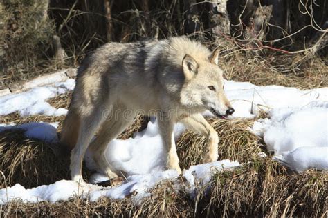 Female Wolf Stock Images Download 3682 Royalty Free Photos