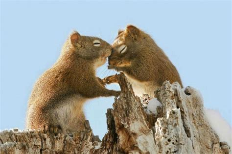 15 Heart Warming Photos Of Animals In Love Nature