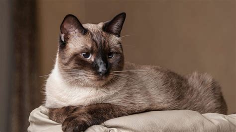 20 Fun Facts You Didnt Know About Siamese Cats Best Cat Breeds Cat