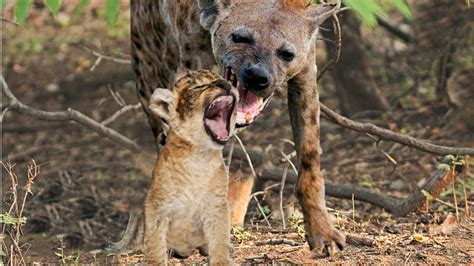 Hyena Snatches Lion Cub In Front Of His Mother S Eyes YouTube