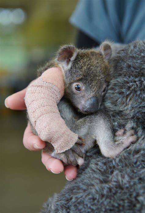 Australia Zoo Saves Tiny Orphaned Baby Koala Who Fell Out Of A Tree
