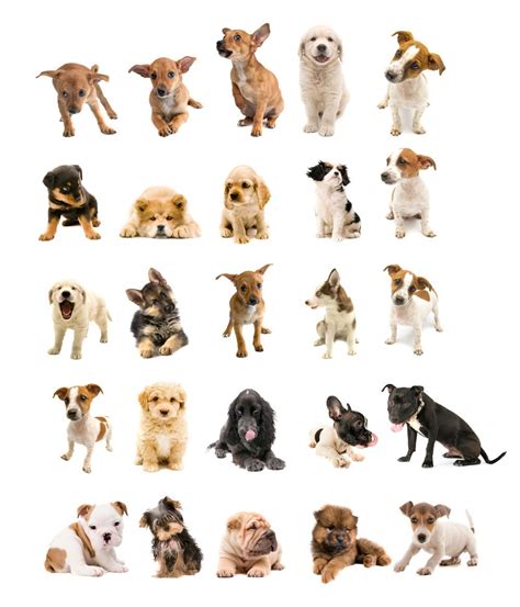 Dogs Can Read Emotions Vet Practice Magazine