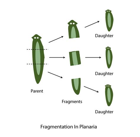 asexual reproduction definition characteristics types examples geeksforgeeks