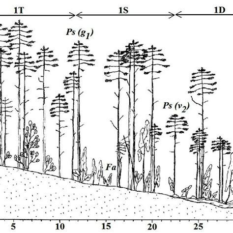 Vertical Structure Of Pine Forests During The Second Stage Of