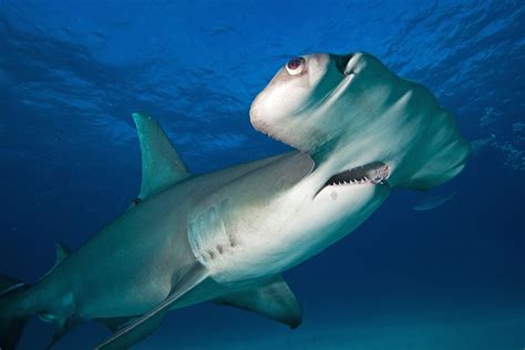 Why Hammerhead Sharks Have Such Funny Heads