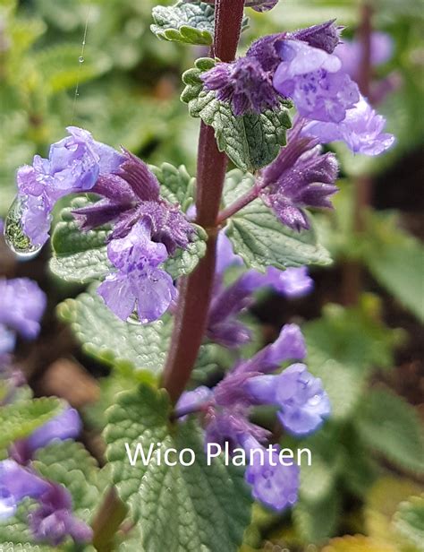 This variety looks gorgeous planted in mass, tucked in borders, and bursting out of containers. Nepeta 'Cat's Pajamas' - WicoPlanten
