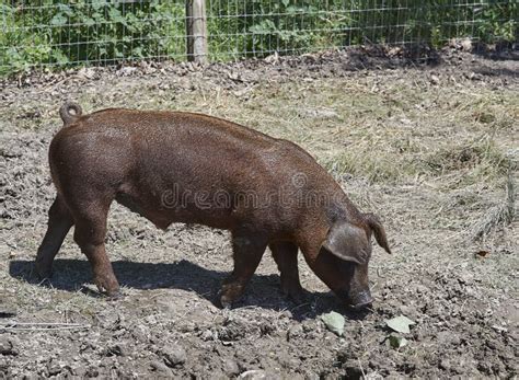 Brown Pig In Wallow Stock Photo Image Of Roller Piggy 142435242