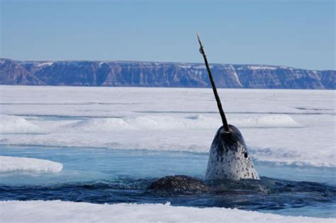 Narwhal In Arctic At Wwf Canada Unusual Animals Narwhal Animals