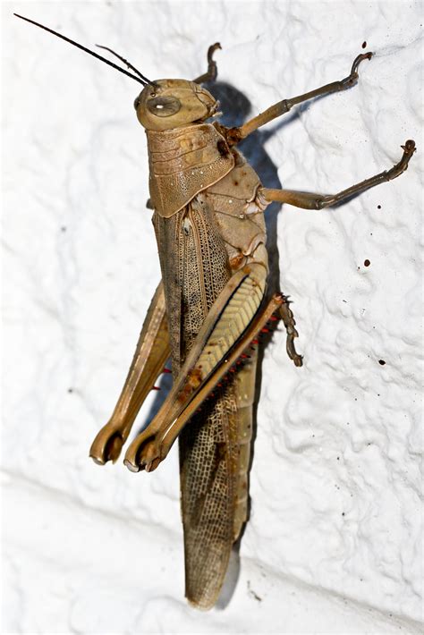 Australian Giant Grasshopper Valanga Irregularis Flickr