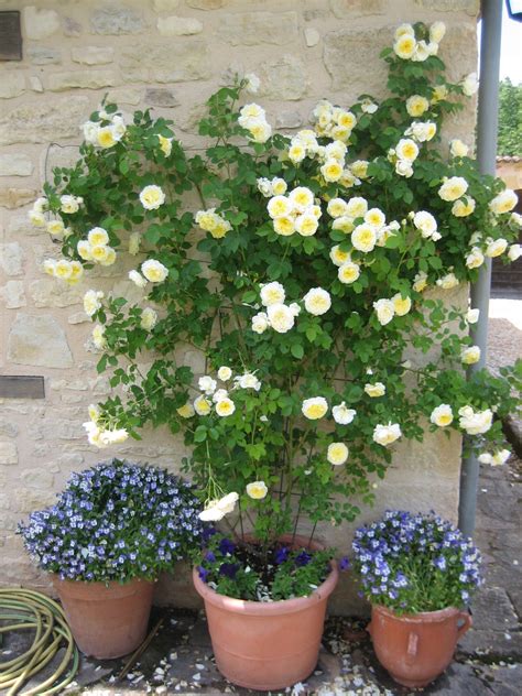 Three Potted Plants With Yellow And White Flowers In Front Of A Brick Wall