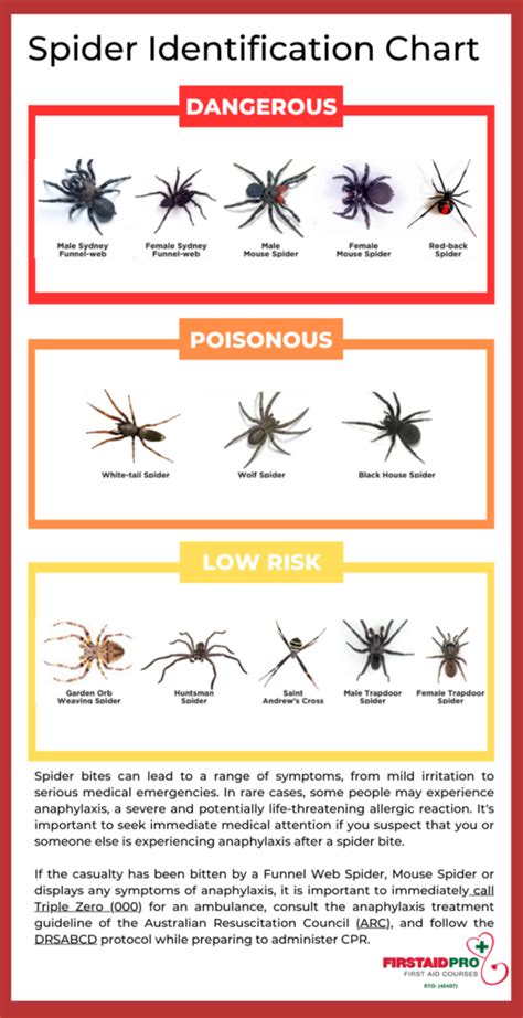 Poisonous Spiders Chart