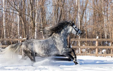 Gray Horse Running In The Snow Wallpaper Animal Wallpapers 50429