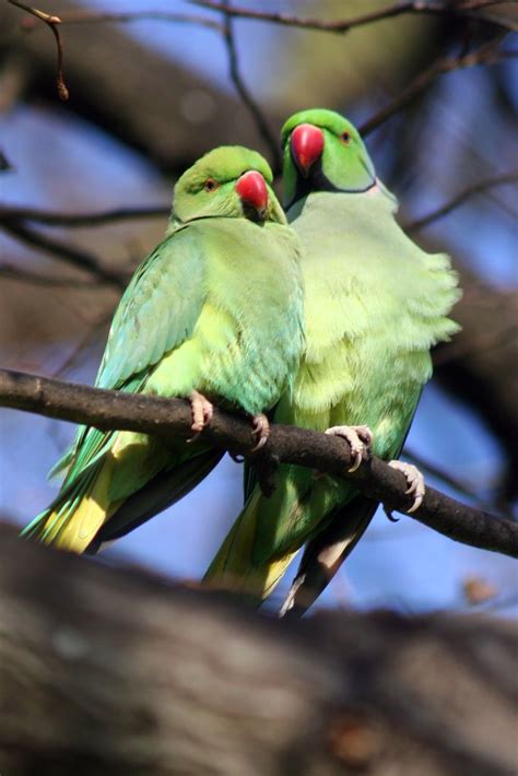 London Parakeets Parakeet Colorful Birds Animals