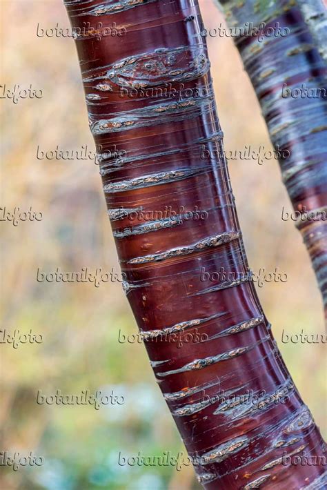 Image Paperbark Cherry Prunus Serrula 625331 Images Of Plants And