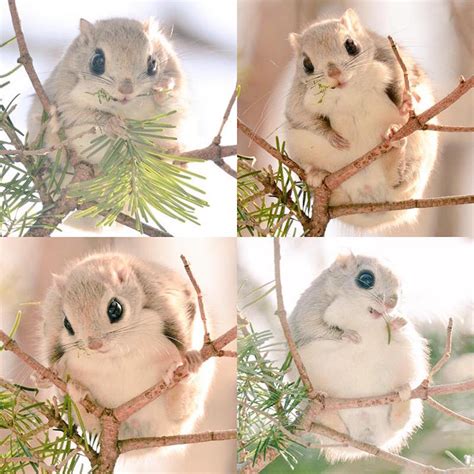 7 Incredibly Adorable Animals Unique To Hokkaido Japan