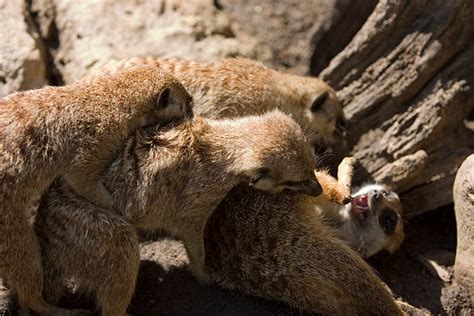 130 Meerkat Fight Stock Photos Pictures And Royalty Free Images Istock