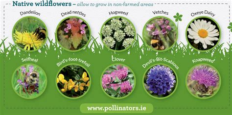 What Native Wildflowers Are Good For Pollinators On Your Farm All