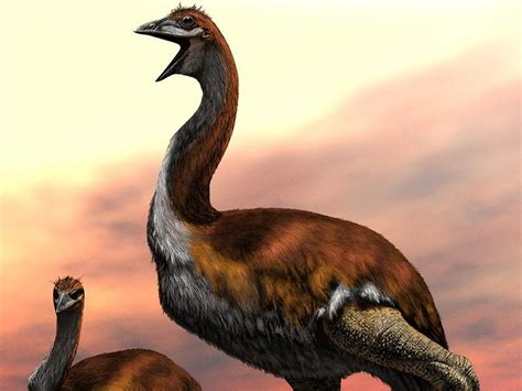 Largest bird that ever lived revealed | Express & Star