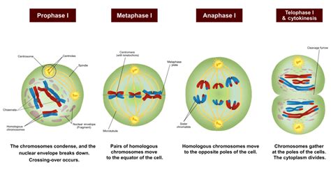 Mitosis produces genetically identical daughter cells from the parent cells while meiosis produces daughter cells that contain half of the genetic material of the parent cell. Meiosis 1 — Overview & Stages - Expii