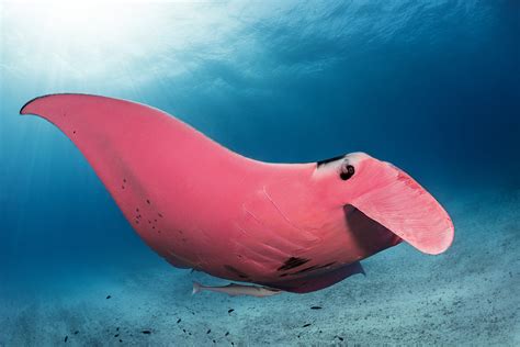 Photographer Captures Beautiful Photos Of The Worlds Only Known Pink