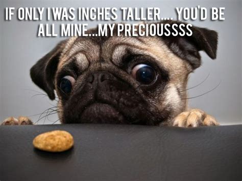 Vitamin Ha Funny Pug Pictures 21 Funny Animal Photos Puppy Bad