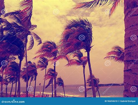 Caribbean beach stock photo. Image of coconut, people - 96694610