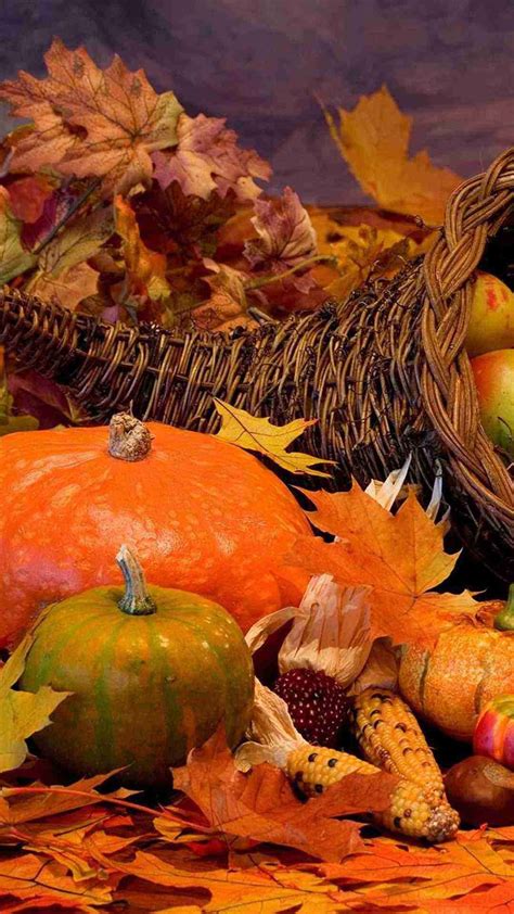 Thanksgiving Pumpkin Wallpapers Top Free Thanksgiving Pumpkin
