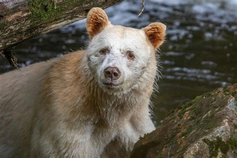Long Kept Secret Canadas Ghostly Spirit Bears Are Even Rarer Than