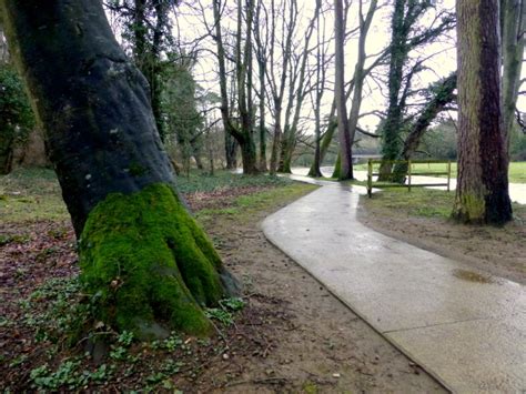 A Mossy Tree Trunk Cranny © Kenneth Allen Cc By Sa20 Geograph