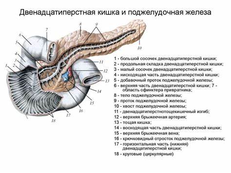 Простатит и двенадцатиперстная кишка - фото презентация Картинка - Простатит и двенадцатиперстная кишка - фото презентация