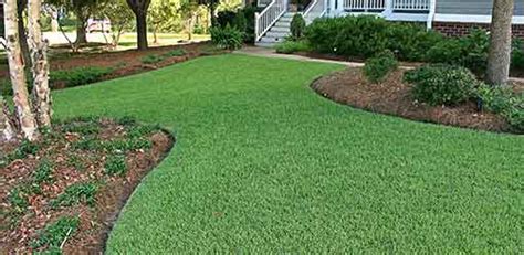 This time i put in the whole sod sections instead of the miniature plugs, planning on making more plugs later when the sod sections flourished.the sod did not survive. Empire Zoysia | NC Sod & Mulch