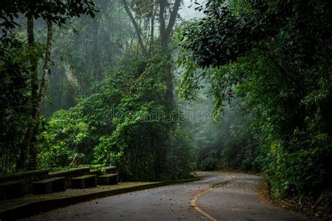 Mystical Foggy Road In The Brazilian Jungle Stock Image Image Of