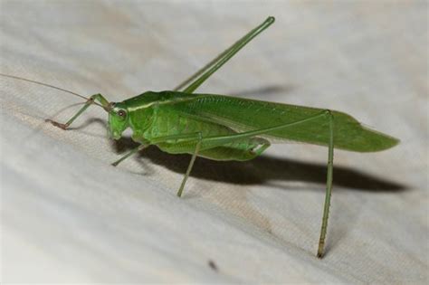 Mexican Bush Katydid Scudderia Mexicana Picture Insect