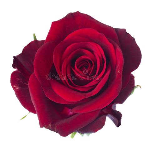 193 Dark Red Rose Flower One Bud Isolated White Stock Photos Free