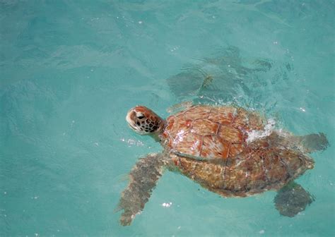 Best Time For Swimming With Turtles In Barbados 2024 Roveme