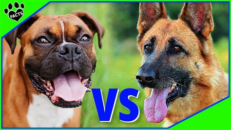 A german shepherd watch dog only barks, growls and alerts others to threats, potentially bringing in assistance or scaring away/deterring the threat. Boxer Vs German Shepherd - Which is Better? Dog vs Dog ...