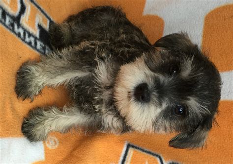 Luxury miami dog hotels in the heart of our city. 30 Elegant Miniature Schnauzer Puppies For Sale Near Me ...