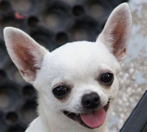 Smiling Chihuahua Chihuahua Puppies Cute Chihuahua Chihuahua Dogs