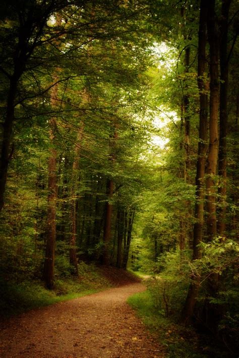 Forest Beautiful Nature Nature Scenes Nature Photography