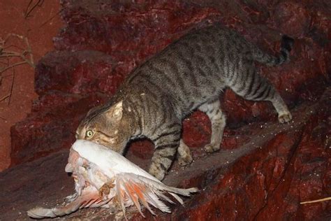 Eingeführte Killer Katzen In Australien Gefährden Heimische Arten