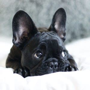 Domestic dog brown french bulldog breed standing, on the white background. What Colors and Patterns Do Frenchies Come In? - What The ...