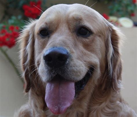 ¡quiero comprar un perro corralet! Ficha de Buddy (Un perro de andreabuddy) | Perros.com